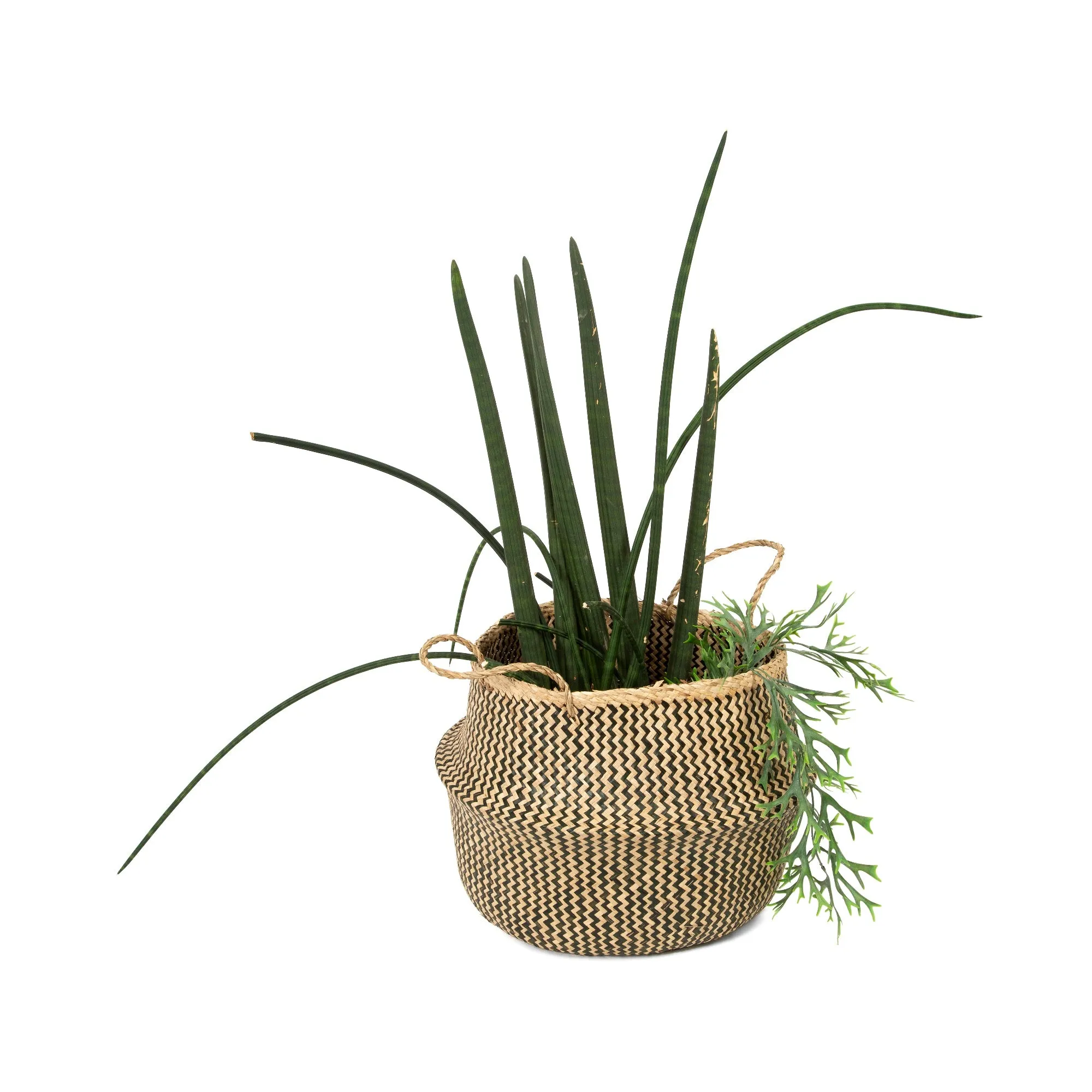 Belly Foldable Basket -Seagrass -Various Sizes